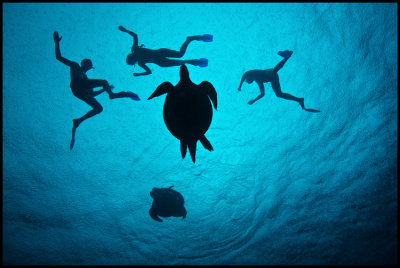 Below surface : underwater photography