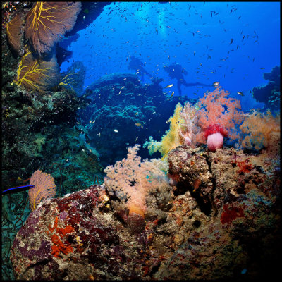 Coral scape Moso