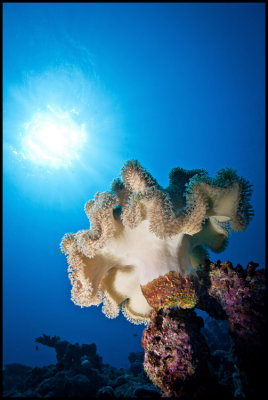 Mushroom soft coral Moso