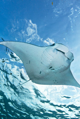 Flying manta ray in Nusa Penida