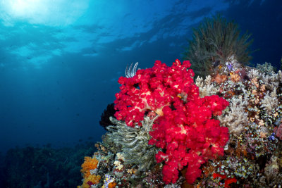 Sahaung flashy red coral