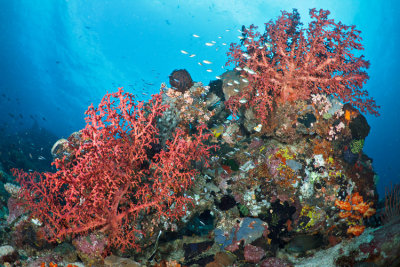 Sahaung reefscape