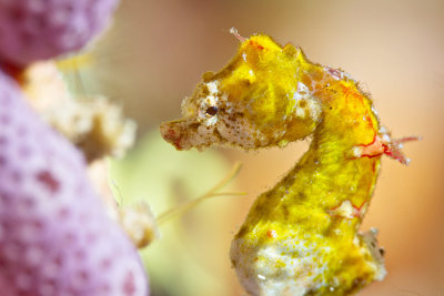 Pontohi Pygmy Seahorse close up
