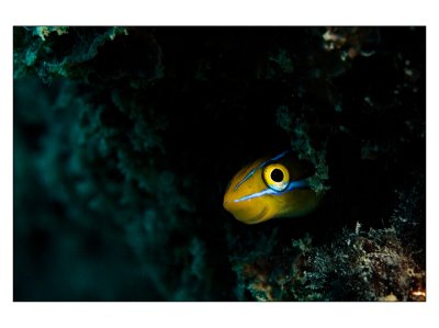 A smiling Tubeworm Blenny in Pemba