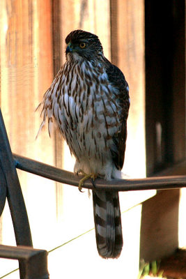 Female Pigeon Hawk