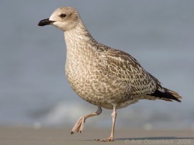 Zilvermeeuw - European Herring Gull - Larus argentatus
