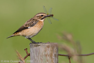 Paapje / Whinchat