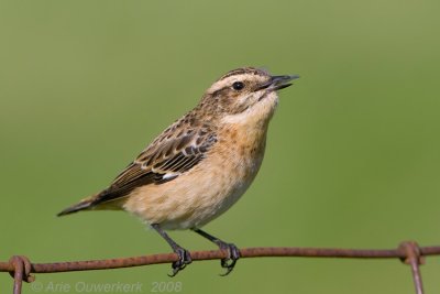 Whinchat - Paapje - Saxicola rubetra