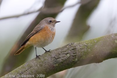 Common Redstart - Gekraagde Roodstaart - Phoenicurus phoenicurus