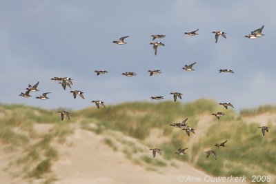 Eurasian Wigeon - Smient - Anas penelope