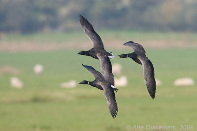 Brent Goose - Rotgans - Branta bernicla