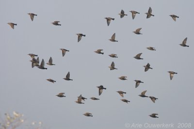 Common Starling - Spreeuw - Sturnus vulgaris