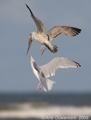 Zilvermeeuw - European Herring Gull - Larus argentatus