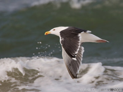 Great Black-backed Gull - Grote Mantelmeeuw - Larus marinus