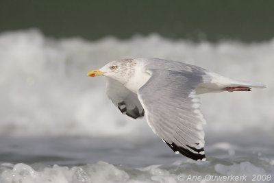 Zilvermeeuw - European Herring Gull - Larus argentatus