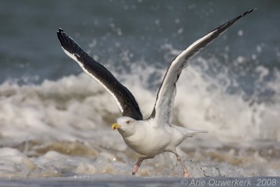 Great Black-backed Gull - Grote Mantelmeeuw - Larus marinus