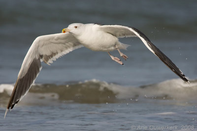 Great Black-backed Gull - Grote Mantelmeeuw - Larus marinus