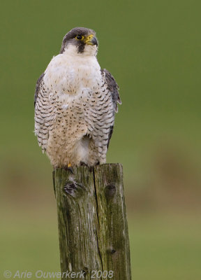 Peregrine Falcon - Slechtvalk - Falco peregrinus