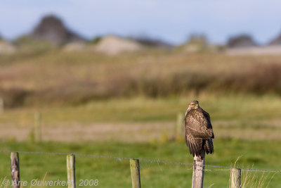 Common Buzzard - Buizerd - Buteo buteo