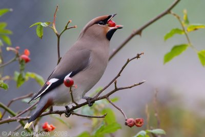 22x Bohemian Waxwings