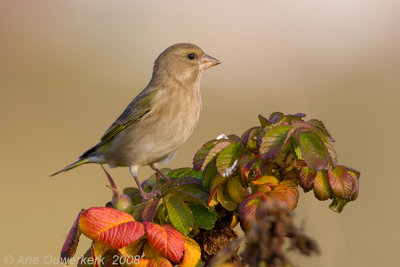 European Greenfinch - Groenling - Carduelis chloris