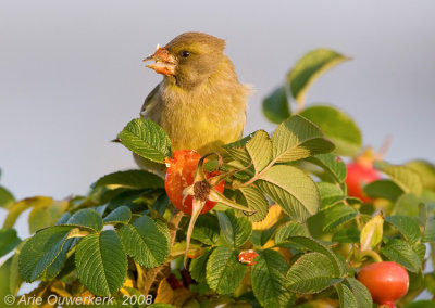 European Greenfinch - Groenling - Carduelis chloris