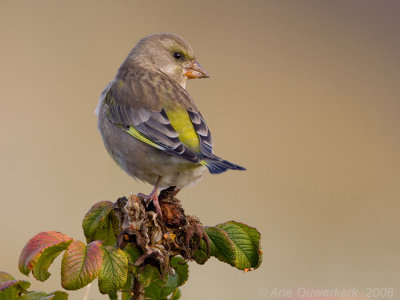 European Greenfinch - Groenling - Carduelis chloris