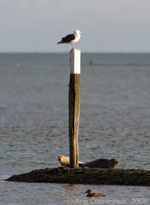 Great Black-backed Gull; Common Eider and two Harbour Seals