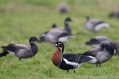 Red-breasted Goose - Roodhalsgans - Branta ruficollis