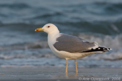 Pontische Meeuw - Caspian Gull - Larus cachinnans