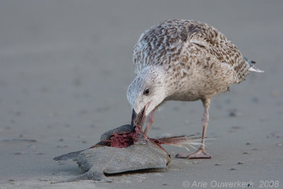 Great Black-backed Gull - Grote Mantelmeeuw - Larus marinus