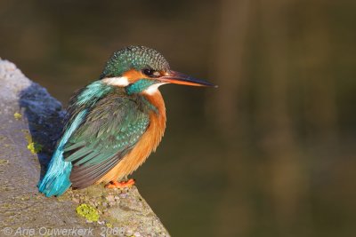 Common Kingfisher - IJsvogel - Alcedo atthis