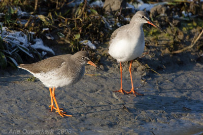 Spotted Redshank - Zwarte Ruiter - Tringa erythropus