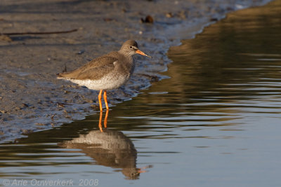 Common Redshank - Tureluur - Tringa totanus