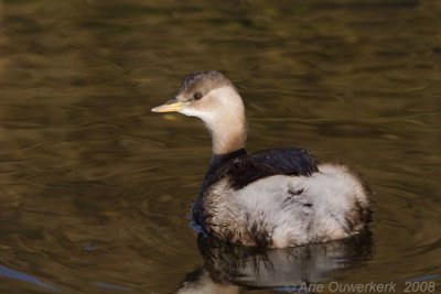 Little Grebe - Dodaars - Tachybaptus ruficollis