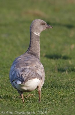 Brent Goose - Rotgans - Branta bernicla