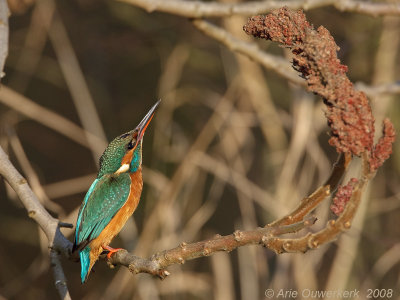 Common Kingfisher - IJsvogel - Alcedo atthis