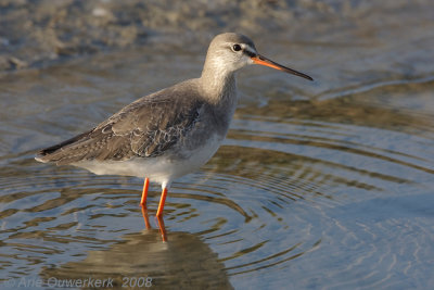Spotted Redshank - Zwarte Ruiter - Tringa erythropus