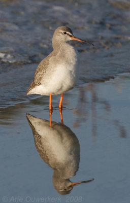 Spotted Redshank - Zwarte Ruiter - Tringa erythropus