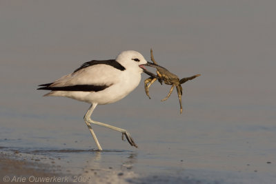 Crabplover - Krabplevier - Dromas ardeola