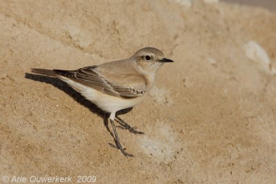 Desert Wheatear - Woestijntapuit - Oenanthe deserti