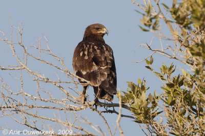 Greater Spotted Eagle - Bastaardarend - Aquila clanga