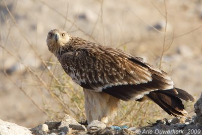 Eastern Imperial Eagle - Keizerarend - Aquila heliaca