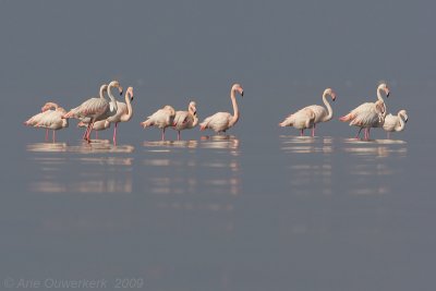 Greater Flamingo - Flamingo - Phoenicopterus roseus