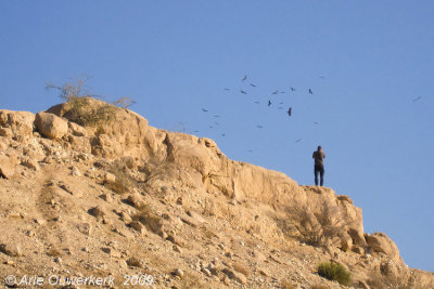 Photographing flying raptors