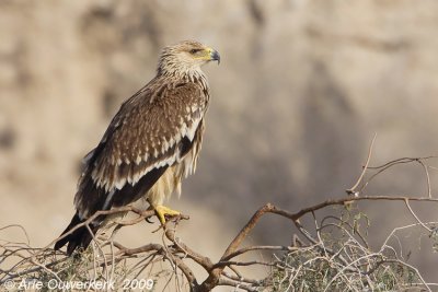 Eastern Imperial Eagle - Keizerarend - Aquila heliaca