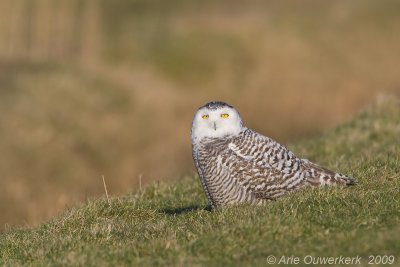 Snowy Owl - Sneeuwuil - Bubo scandiacus