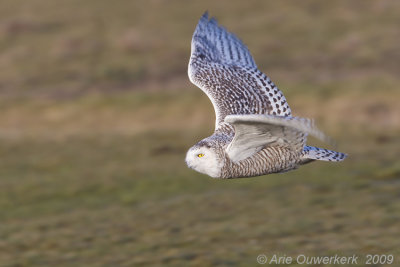 Snowy Owl - Sneeuwuil - Bubo scandiacus