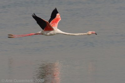 Greater Flamingo - Flamingo - Phoenicopterus roseus