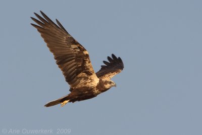 Western Marsh Harrier - Bruine Kiekendief - Circus aeruginosus